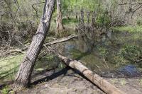 Wood Stream Creek