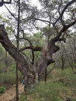 Gnarled Tree along the trail