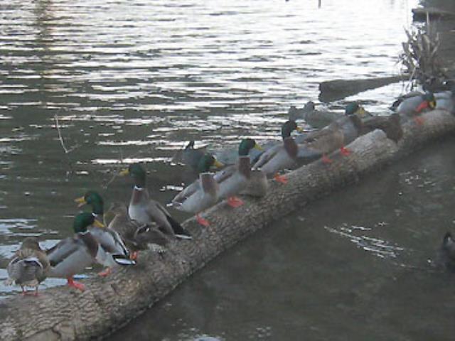Mallards along the riverwalk.