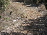 Rattlesnake on the Cactus Rock trail 29 Mar 2014