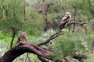 Juvenile Great Horned Owls