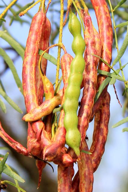 Changing Colors of the Mesquite Bean Pod