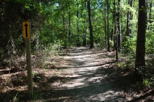 View Of The Trail