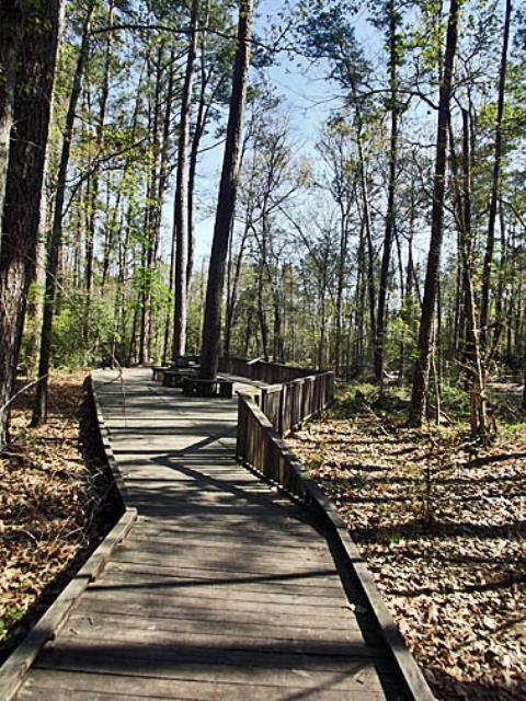 Boardwalk on the Piney Woods Loop