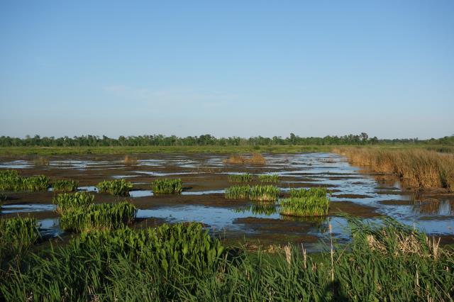 View Of The Marsh