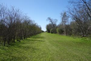 Open Grass Pathway