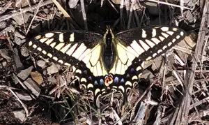 Swallowtail Butterfly