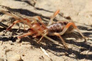 Sun Spider or Wind Scorpion - Solpugid