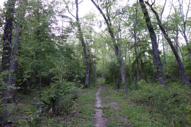 View Of The Trail