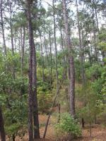 Pine Gulch trail