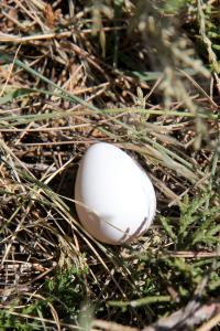 House Finch Egg