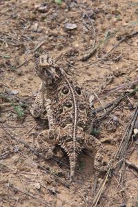 Horned Toad on the Trail