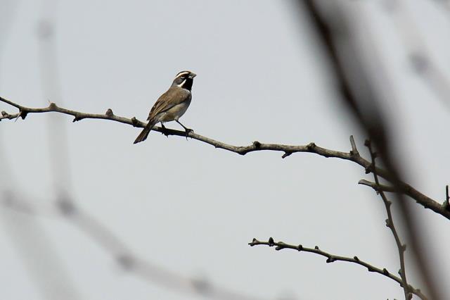 Black Throated Sparrow on the Trail