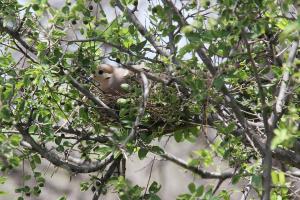 Mourning Dove on her Nest
