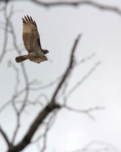 Hawk in the Air
