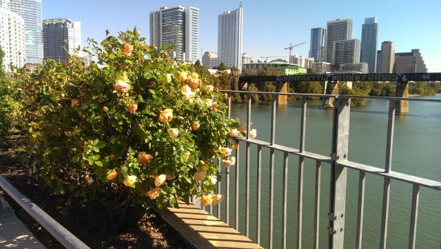 Nice landscaping on one of the pedestrian bridges, with a view of downtown
