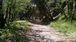 Shady Trail