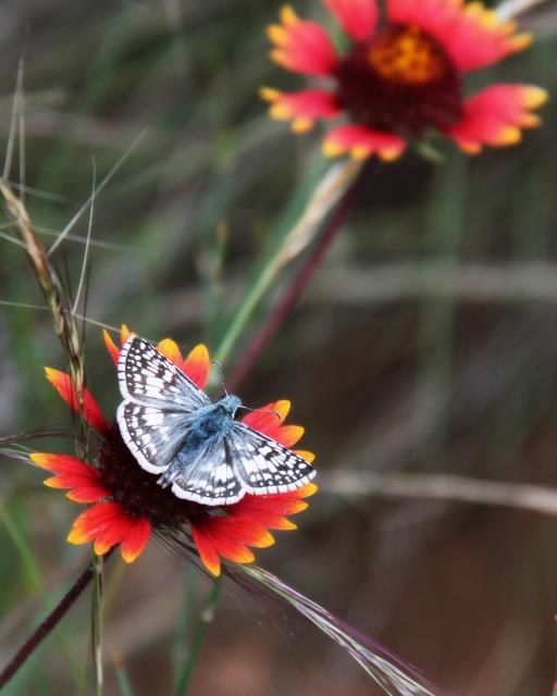A small butterfly resting on an Indian Blanket