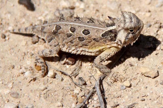 Small Horned Toad
