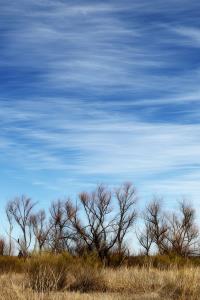 Trees along the North Concho