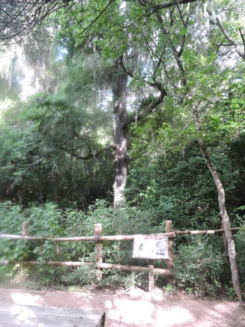big elm tree ,