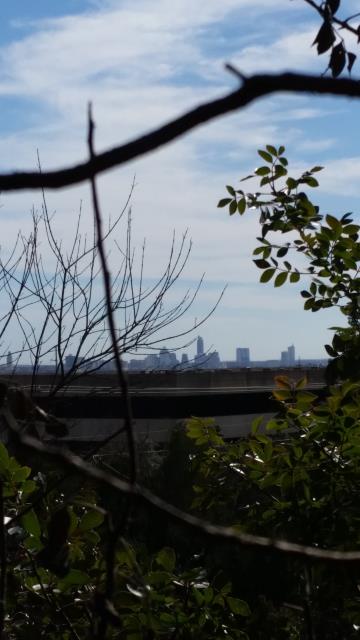 Austin skyline as seen from the back upper trail