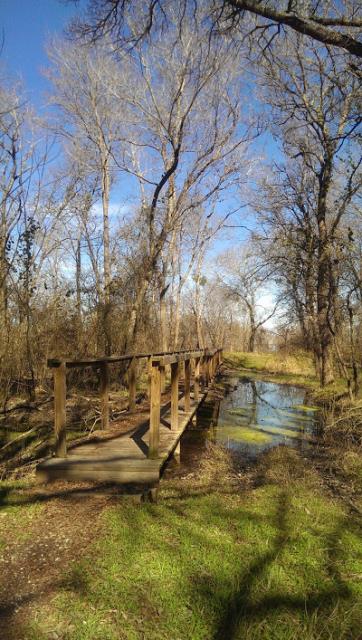 Bridge & Nice Little Swamp