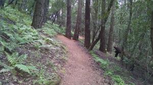 Steves' S Trail