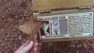 Botanical signage--Blackjack Oak