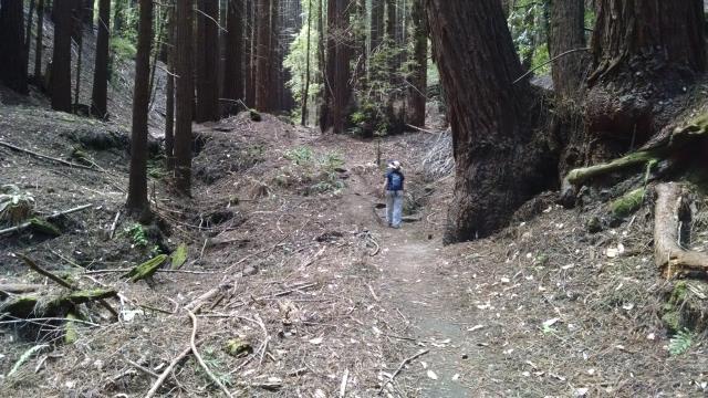 Redwoods everywhere