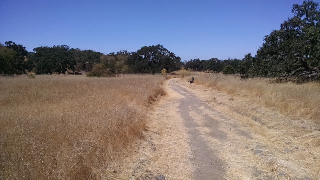 Dry grassland