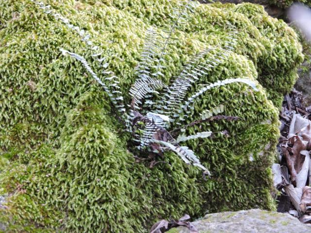 pretty fern