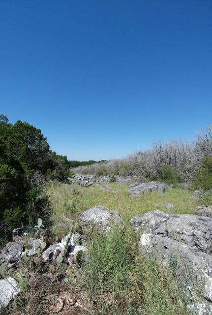 A field of limestone boulders