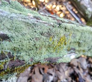 Lichen and moss on a cedar log