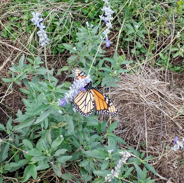 Monarch on mealy blue sage