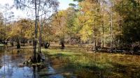Baldcypress swamp