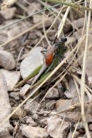 Wasp Attacking a Grasshopper