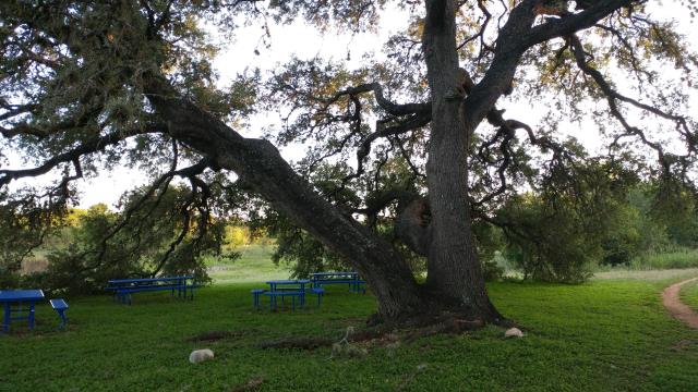 Nifty historical oak on the Latta Greenbelt