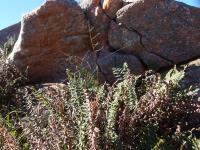 Giant granite boulder host communities of plants in their shade