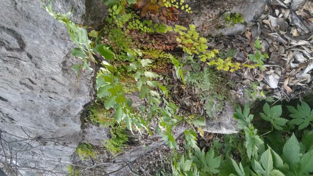 Lush ferns along a cool limestone bluff