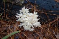 Interesting Fungi