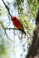 Vermillion Flycatcher Again