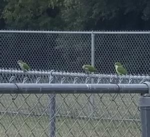 Feral parrots near the trailhead at the Camacho Activity Center