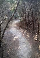 Trail through a Cedar Brake