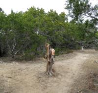 A touch of whimsy--a hat tree in the middle of the trail