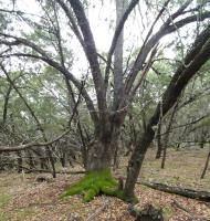 Nice, venerable, mossy iive oak