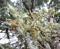 Funky lichen