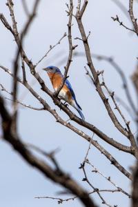 Eastern Bluebird  on Winding Snake Trail