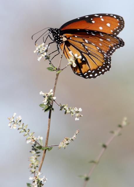 A Migrating Monarch
