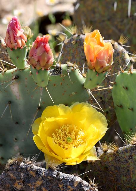 More Cactus In Bloom